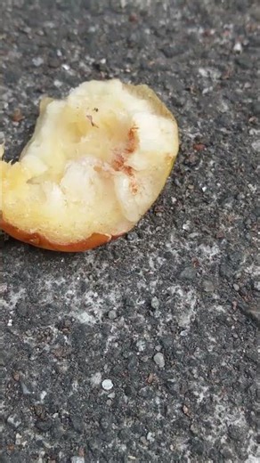 #larva#eating plum#shorts videos