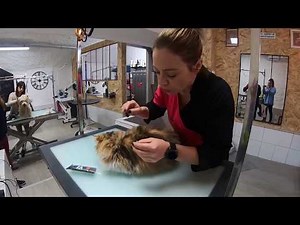 Comment entretenir un persan (récupération fourrure)