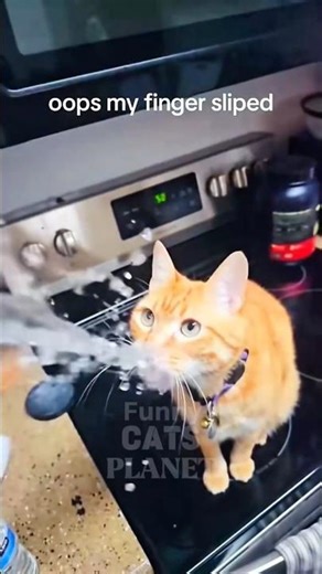 Funny Cats Getting Scared Compilation 😂 #Shorts