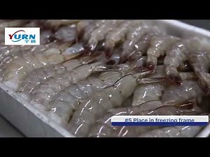 Plate freezer for freezing shrimp tail Yurnfreeze