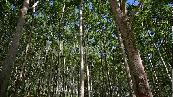 Rubber plantation in southern part of Thailand. Walking through rubber trees under morning sunlight with blue sky. Cultivation and Agriculture.