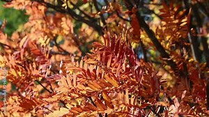 Orange autumn leaves of Mountain ash tree (also known as Rowan or Sorbus aucuparia) waving on the wind. Trees in autumn forest. Autumn Scene footage