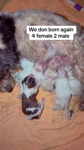 Litter C: Lhasa Apso Puppies Born — 4 Females, 2 Males