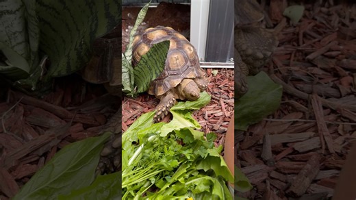 This curious tortoise shows off his new home with pride