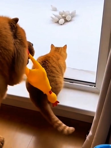 Animal vs snow very interesting funny video 🤣😂 #animalfunny #snowanimal #funnymemes #funnydog #funnyvideo
