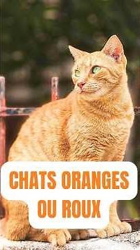 LES CHATS ROUX SONT VRAIMENT UNIQUES 🧡🐱 #chat #chats #ChatRoux