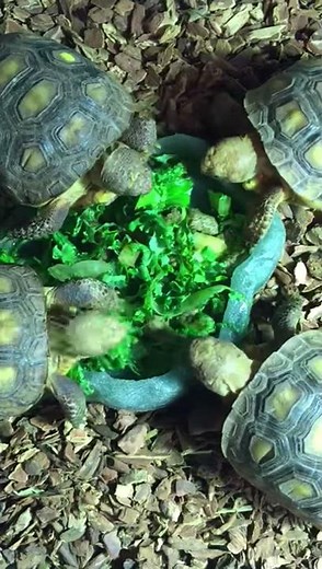 Gopher Tortoises Eating Their Veggies