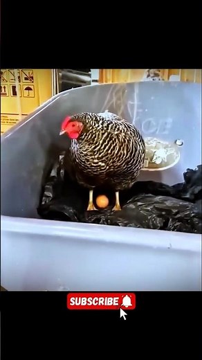 Funny hen video - YouTube