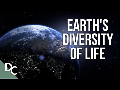 A Close Look at Earth's Incredible Diversity of Life | Wonderful World | Documentary Central