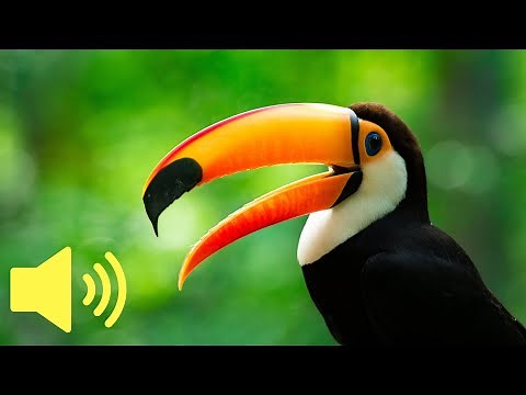 What does a Toucan Bird sound like? - Animal Sounds