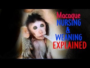 Macaque Nursing And Weaning: EXPLAINED
