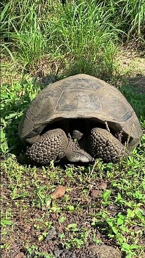 Shy giant tortoise hides in shell | Galápagos
