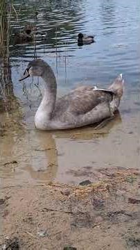 cygnet