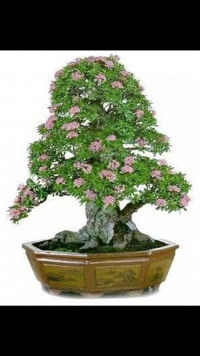 7.3K views · 114 reactions | Some bonsai art works of Indonesian bonsai master | Bonsai World TQN | Facebook