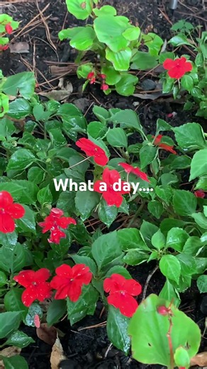 Finding a Dedication Space in the Garden | A Meaningful Garden Moment