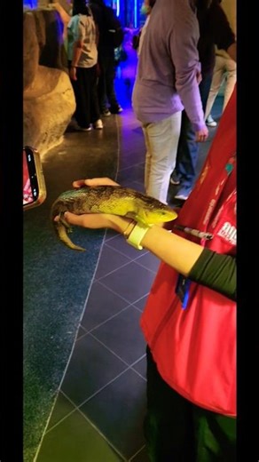 #dangerous #lizard #discovery #malaysia #travel #trending