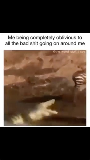 spiritual awakening on Instagram: "Me being completely unaware of all the chaos unfolding around me 😅… the crocodile is stressed, the zebra is unbothered, and I’m just existing in my own peaceful bubble 🦓🐊. Sometimes, not knowing everything is the real luxury. Ignorance really is bliss. 😂 Anyone else mastered the art of staying calm while life is low-key dramatic? Drop a ❤️ if you relate!"