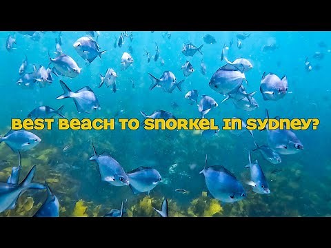 Snorkeling at Shelly Beach (4K)