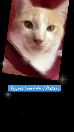 trufflesandchowder on TikTok