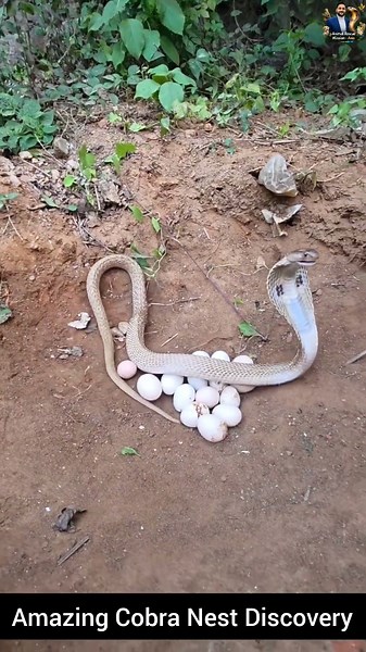 Amazing Cobra Nest Discovery #snake #wildliferescue #cobra #rescueefforts #wildlife #nature