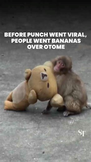 Meet Otome-chan, the monkey who paved the way for the viral Punch