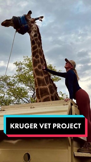 POV: You’re a vet student volunteer on the Kruger Vet Project in South Africa 🇿🇦 Live in the heart of the Kruger park area and join veterinarians for valuable training and work experience in South Africa! This incredible project is designed for those interested in a career in veterinary medicine, nursing, technology or conservation. You do not need any prior qualifications, just a passion for wildlife, adventure and a desire to support animals in their natural habitat! This project has filled 