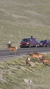 575K views · 4K reactions | Summer days in the Rocky Mountain National Park. #elk #elkherd #rmnp #rockymountainnationalpark #rockymountains #rockymountainhigh #fbreels #reelsvideo #reelsfb #explorereels #explorerpage #fyp #coloradoadventures #reels #wildlifevideos #coloradowildlife #Colorado | Colorado Adventures | Facebook