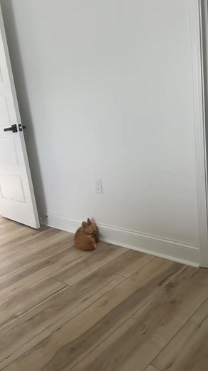 Adorable Long Hair Chihuahua's Cute Pouty Theatrics