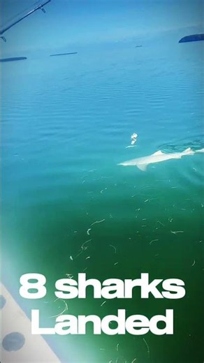 Shark fishing with Capt Scott Gordon Too lethal charters