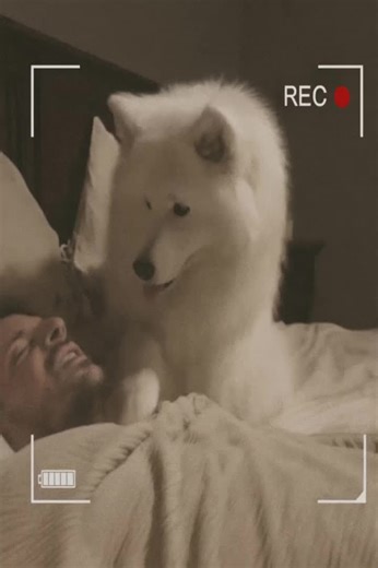 A rescued dog refused to sleep at night and just sat there, staring at her new owners — when they found out why, they were left completely shocked 😨🐾 For years, the couple had dreamed of having a dog — a loyal companion to fill their home with love and laughter. Instead of buying a puppy, they chose to visit a shelter, hoping to give a second chance to a dog who’d already known heartbreak. The moment they saw her — a large, fluffy white dog with gentle eyes — they instantly felt a connection.