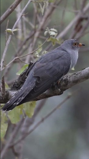 The iconic call of the African Cuckoo.