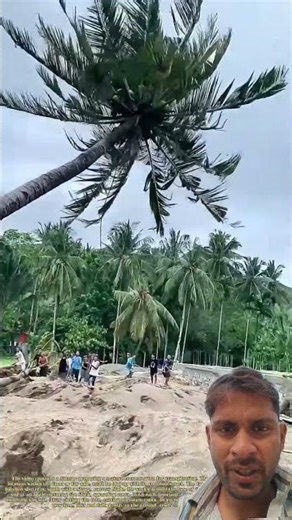 Root Cut, Tree Fall: The Long-Handled Shovel That Frees a Palm for Moving