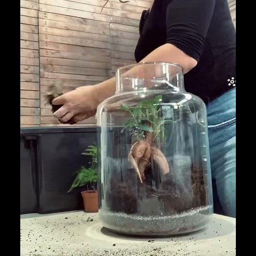 Comment concevoir un terrarium végétal avec notre bocal Cortica