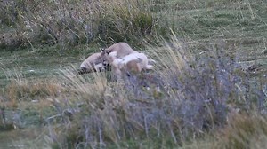 Welcome to Patagonia, home of the #puma. These puma kittens seem to be carefree, jubilantly playing in their snowy mountainous kingdom. Even though they may seem at ease, pumas face serious threats in Patagonia, including human-wildlife conflict due to puma predation on livestock. However, Panthera is doing all it can to stop this. Credit: Rafael Hoogesteijn/Panthera | Panthera