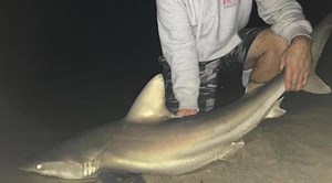 5.2K views · 112 reactions | Yes it is very possible to catch sharks from shore on Cape Cod... For more please visit https://myfishingcapecod.com/brown-sharks-from-the-beach/ Tight lines! | My Fishing Cape Cod | Facebook