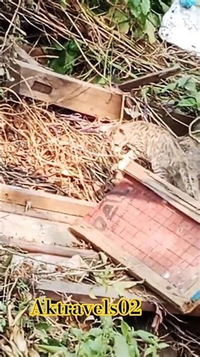 cat's cute 🥰 masti ‪@Cat‬‪@tseries‬ ‪@MrBeast2‬ ‪@aktravels02‬