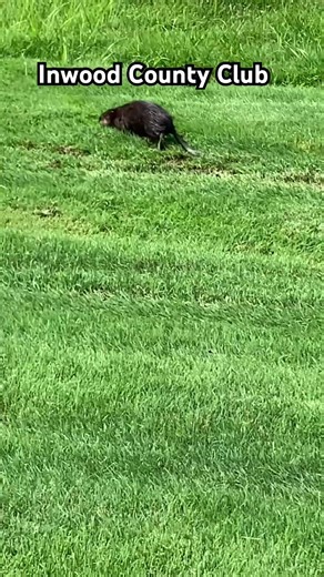 Crazy Gopher attack - #villacampi #travel_with_campo