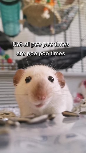 All About Turbo Rats: Turboflex Tips and Tricks