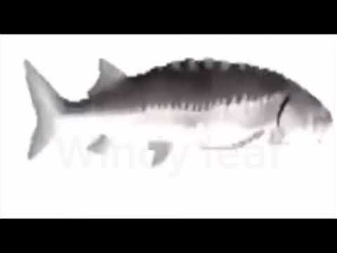 Decipher the code (READ DESCRIPTION)