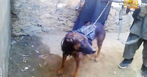 Taliban Claims Capture of Military Dog in Afghanistan