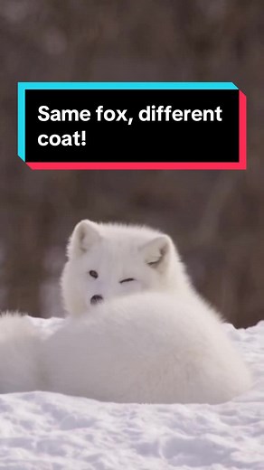 Understanding the Arctic Fox's Seasonal Coat Changes