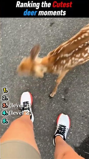 5 Cutest Deer Videos🥰 Ranking the cutest deer moments.