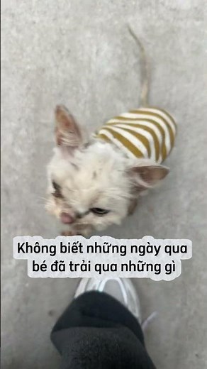Bé mèo con đáng thương #cat #dongvat #giảicứuđộngvật #pet #meo #mèo #cute #xuhuong #viral
