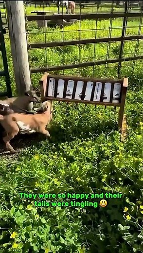 Farmers milks Baby Goats 🐐