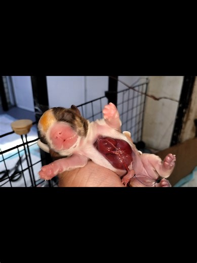 Newborn Shih Tzu's Tough Journey to Survive