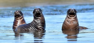 Dunedin sea lions notch up breeding record
