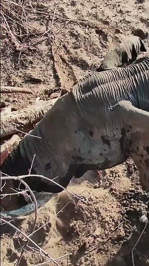 POV: An Elephant Is Foraging Right Beneath You 👀🐘