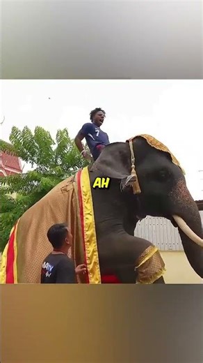 speed touch first time elephant 😂🌚 # speed # shorts #irl # ishow #i show speed # personal