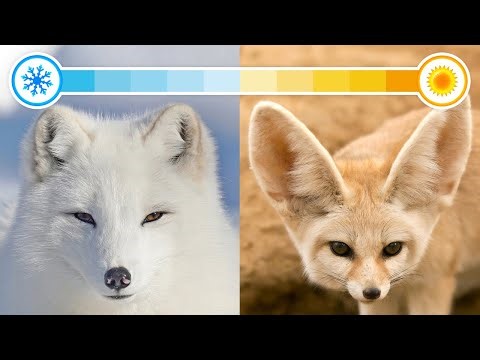 23 Different Types of Foxes From Around the World