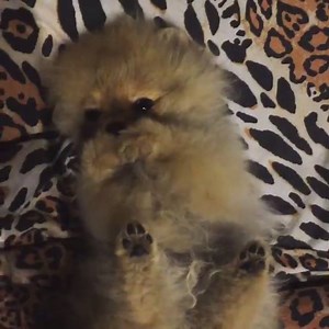 86K views · 2.3K reactions | Cute pomeranian puppy | BuzzSharer Pomeranians | Facebook